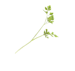 Vegatbale grass